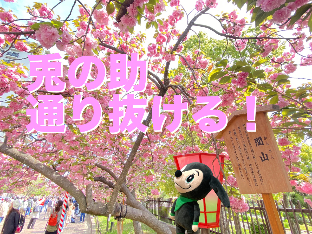 大阪造幣局　桜　兎の助